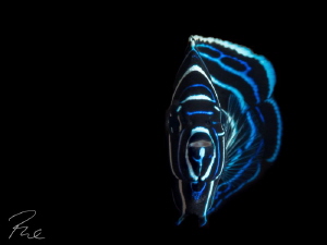 Juvenile Anglefish by Philippe Eggert 